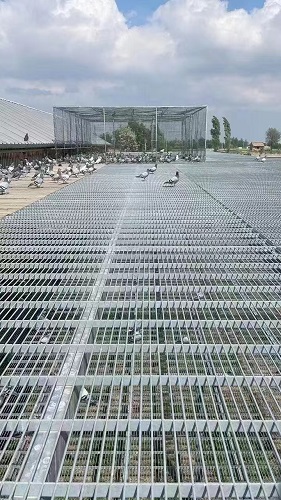 鸽舍钢格栅顽咖电竞娱乐怎么样
